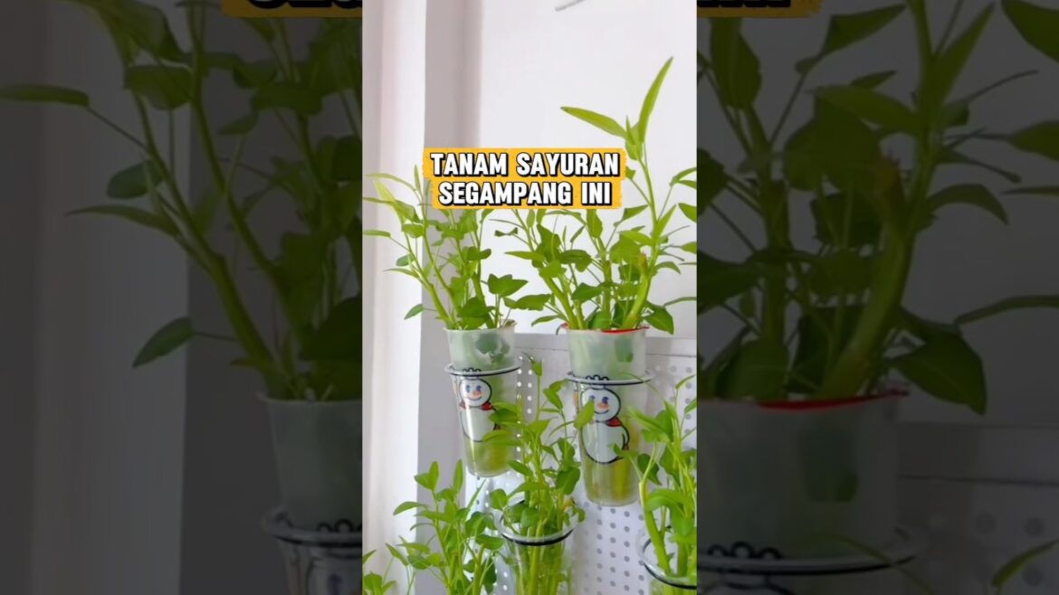 Tanam sayuran segampang ini #unik #berkebun #garden
