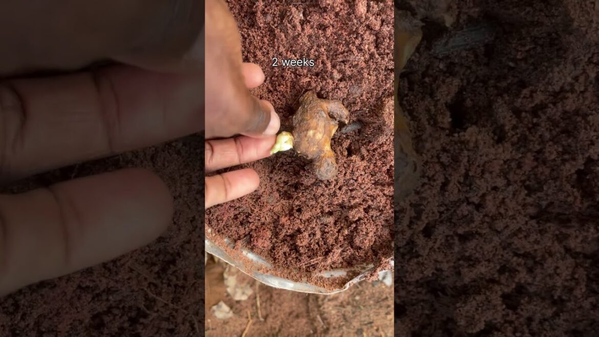 Quick and easy way to grow ginger at home #ginger