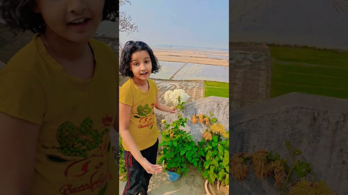 Song #garden #gardening #flowers #nursery #UpdateGardening #chadbagan