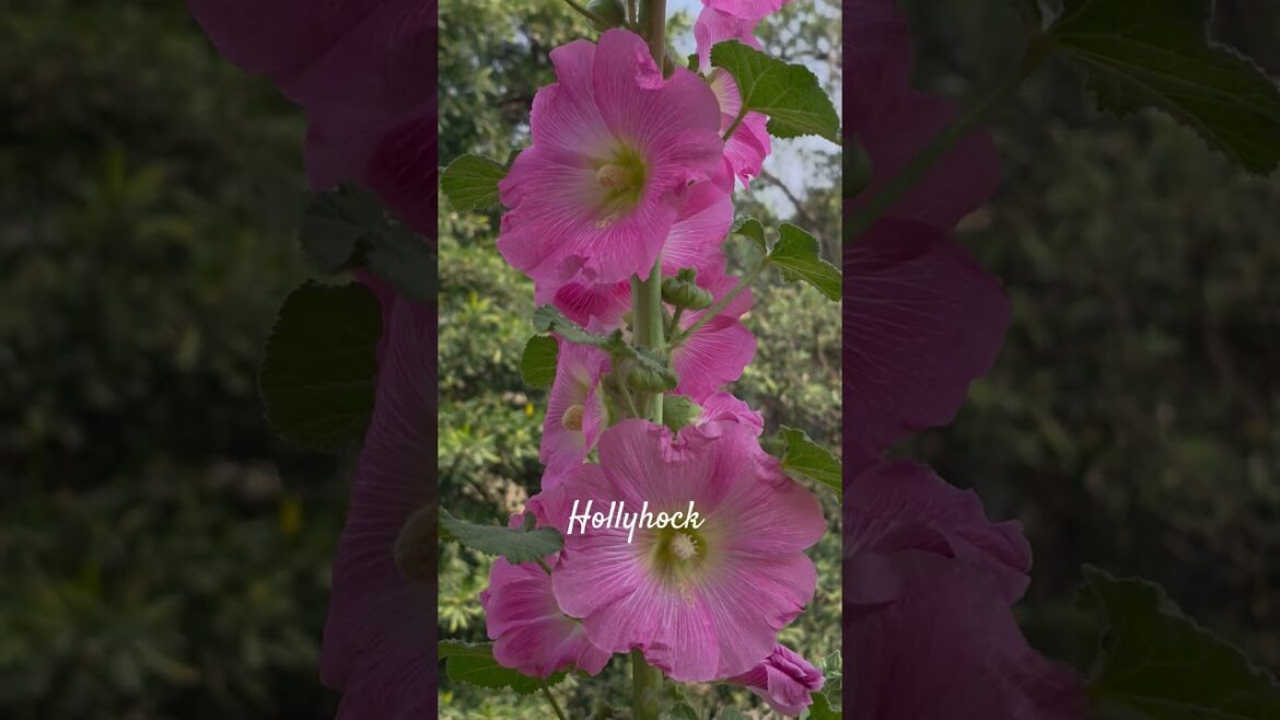 #flower#terracegarden#gardenflowers#hollyhock#flowerlove#shorts#gardendesign#satisfying#ytshorts #flower#terracegarden#gardenflowers#hollyhock#flowerlove#shorts#gardendesign#satisfying#ytshorts