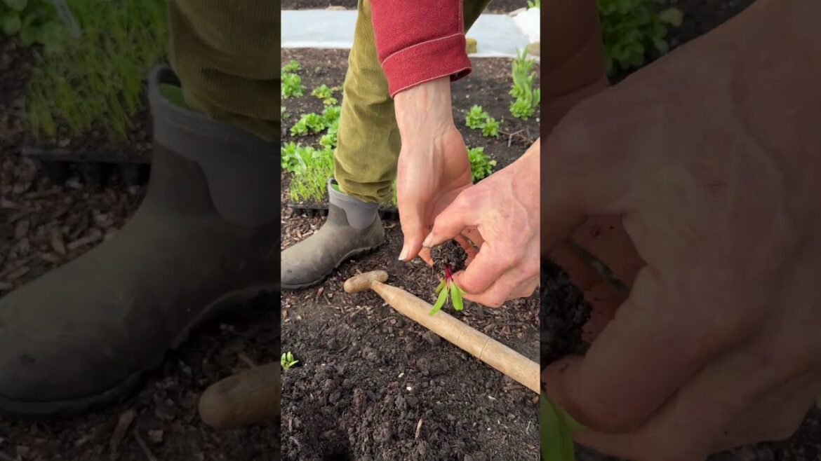 Quick Way to Increase Stem Strength When Transplanting