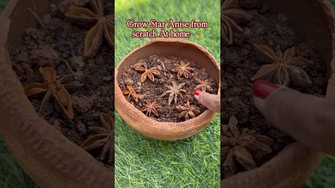 Successfully Grow Star Anise plant from Scratch at Home #బిరియానిపువ్వు Successfully Grow Star Anise plant from Scratch at Home #బిరియానిపువ్వు