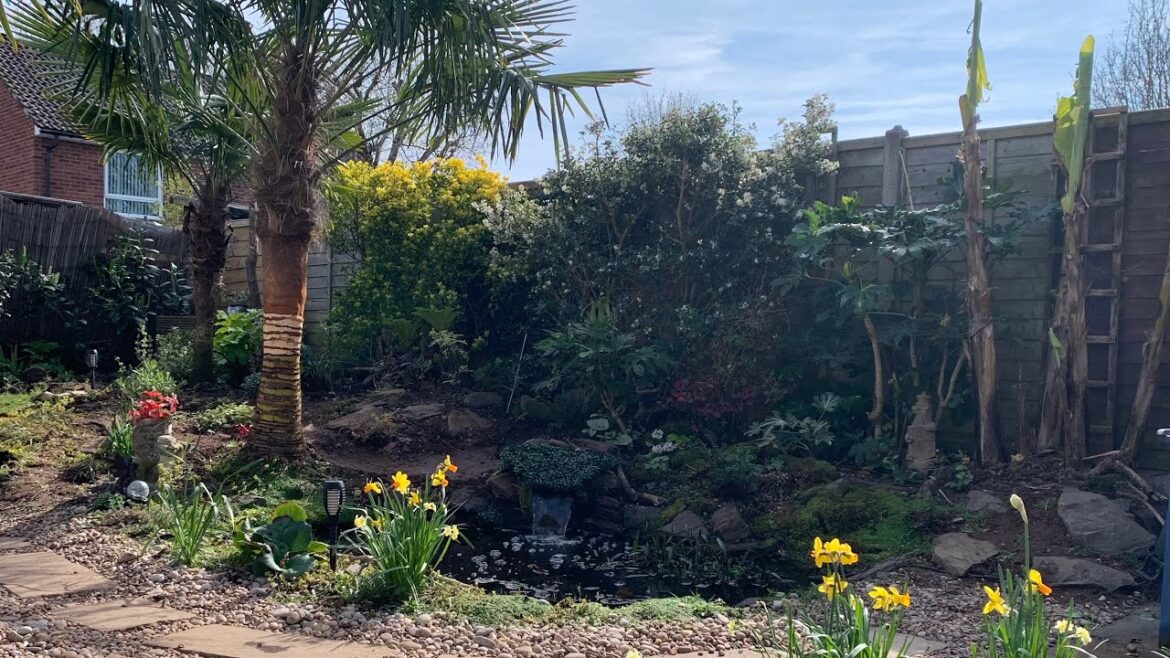 Tropical garden UK *2026 early spring (work in progress)
