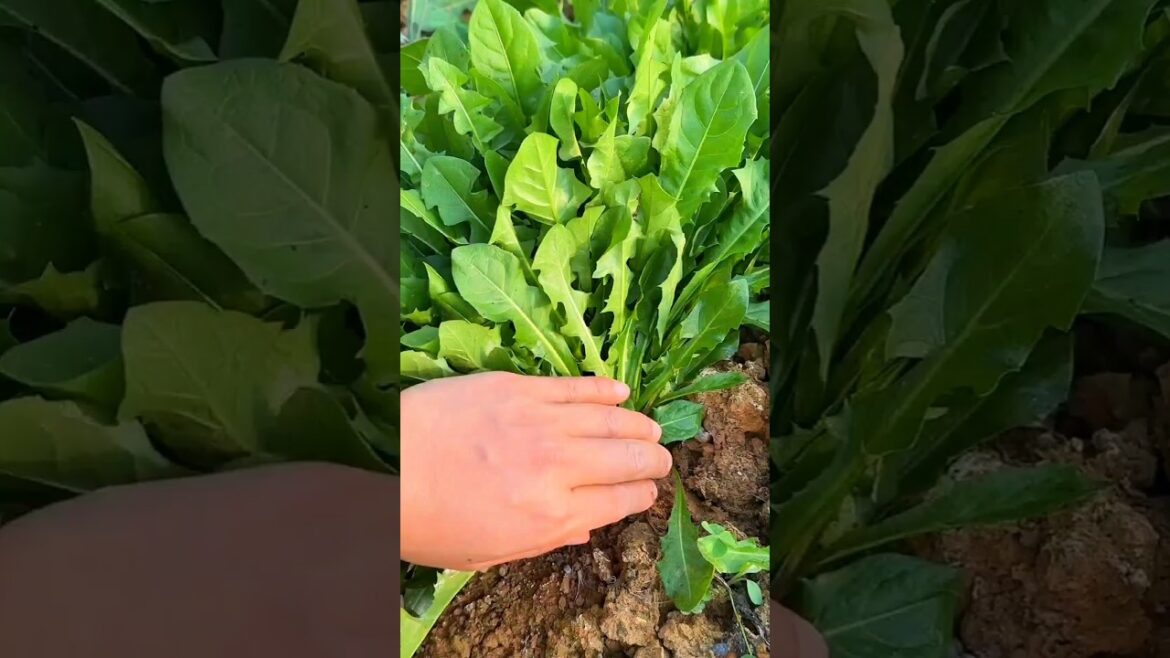 G002115650 mini royalty tillage and ridging all-in-one 🌲#cuttingvhfo #shortsfeed101 #remix