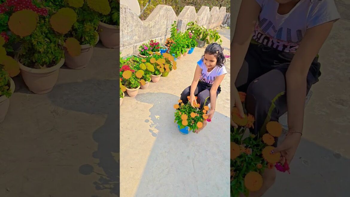 ক্যালান্দুলা গাছের ফুল #garden #gardening #flowers #nursery #UpdateGardening #chadbagan