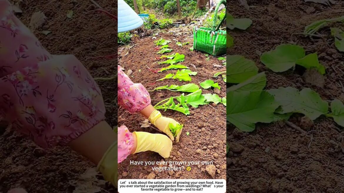 Planting Promise: Hand‑Setting Vegetable Seedlings 🧑🌾🌿 Planting Promise: Hand‑Setting Vegetable Seedlings 🧑🌾🌿