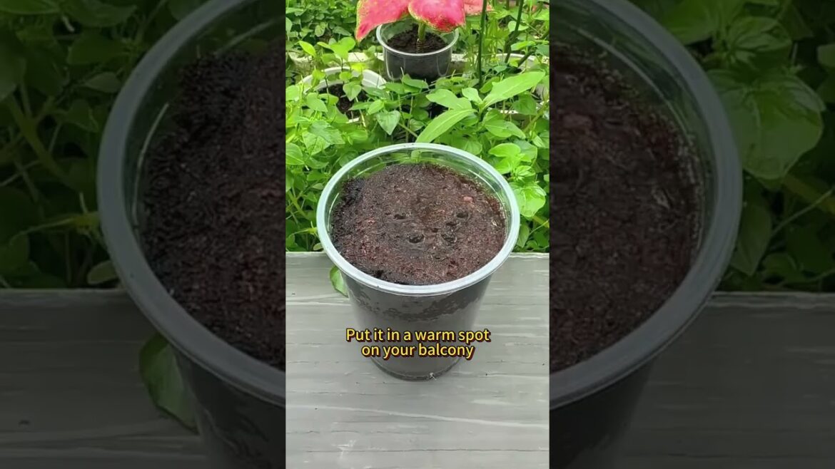 Grow tomatoes 🍅 easily  #gardening #qarama #duet