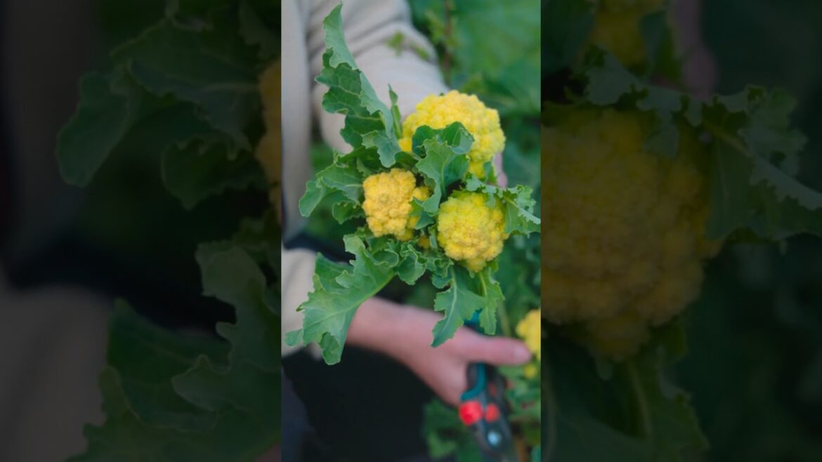 The 9 Star Perennial Broccoli | Perennial Vegetables