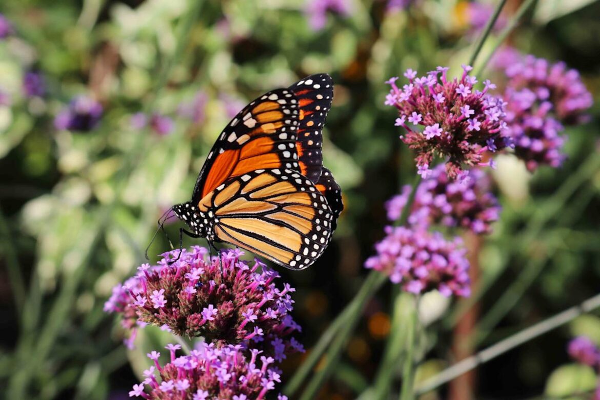 10 Ways Native Plants Make Gardening So Much Easier and More Affordable Real Simple