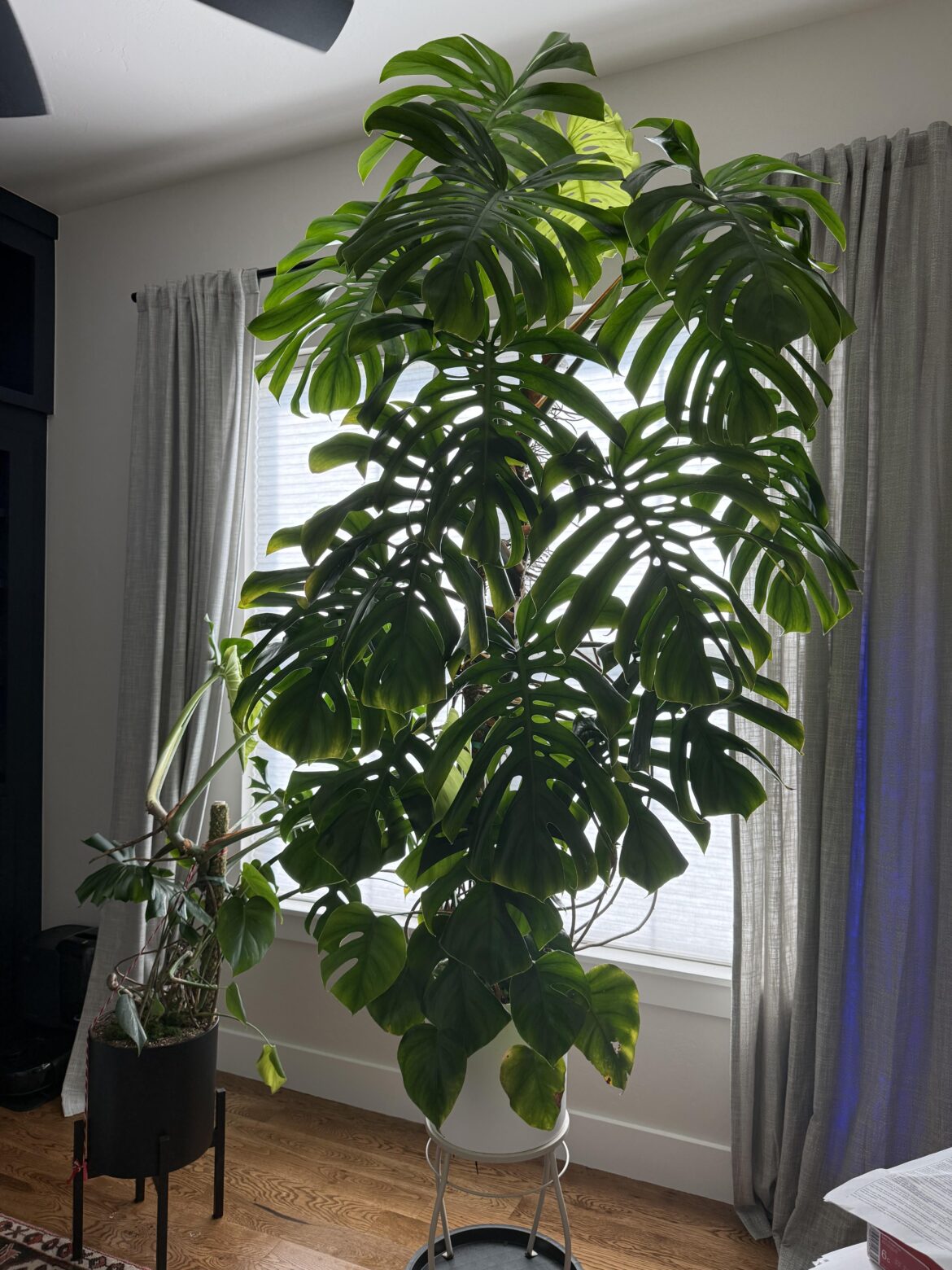 Little over 9ft from ground to top