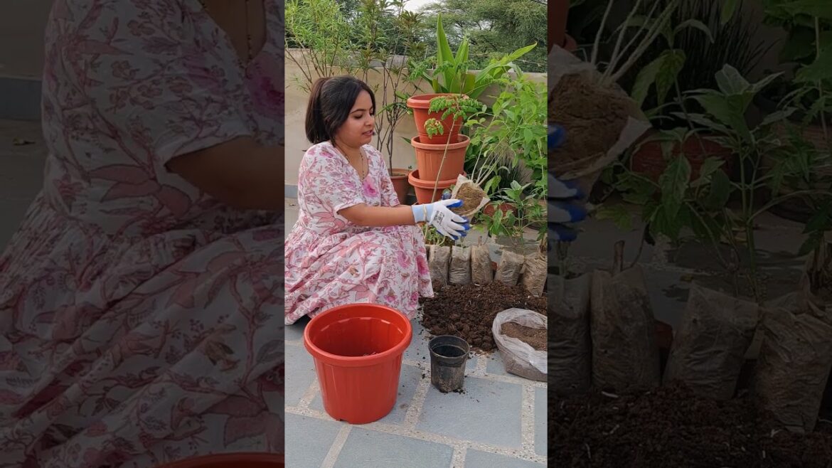 Nursery Plants Ko Transplant Karne Ka Sahi Tarika #shorts Nursery Plants Ko Transplant Karne Ka Sahi Tarika #shorts