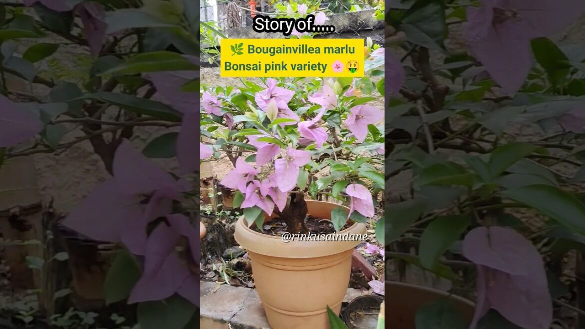 Hunted Bougainvillea Bonsai story 🌸🌿#trending #shorts #viral #bougainvillea #youtubeshorts Hunted Bougainvillea Bonsai story 🌸🌿#trending #shorts #viral #bougainvillea #youtubeshorts