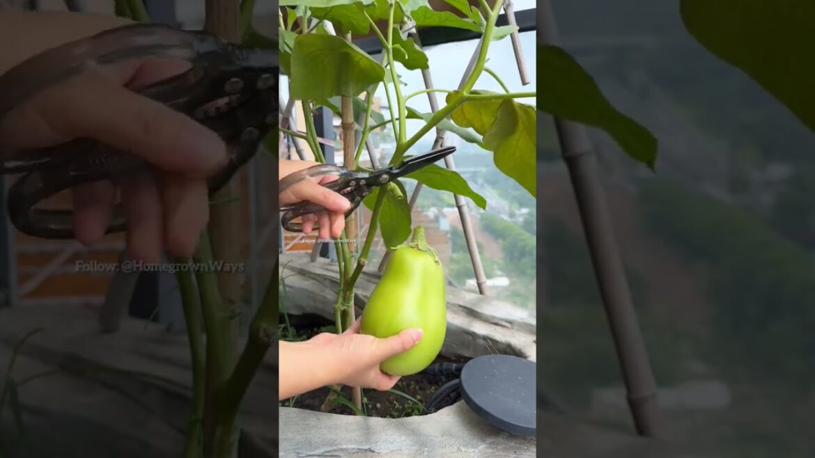 follow this tips #gardening #garden #roomtogrow #growingvegetables