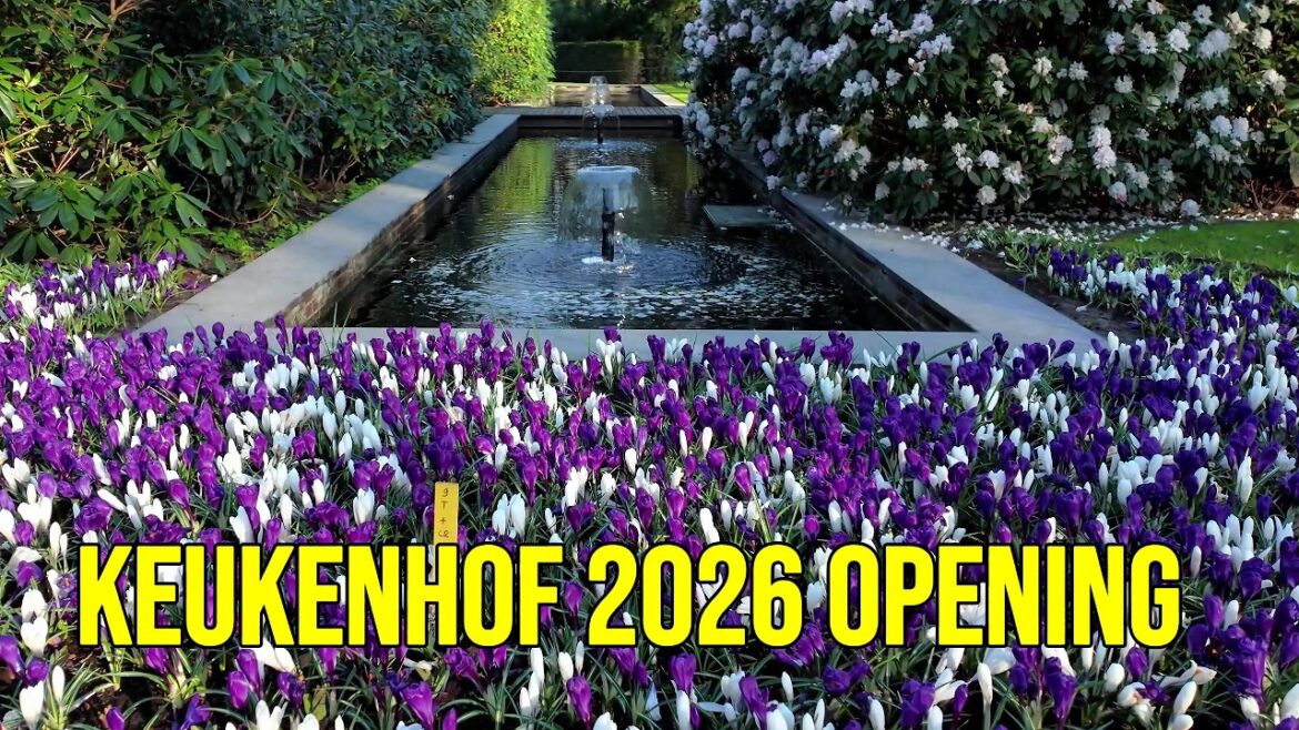 Exclusive Keukenhof 2026 Opening 🌷 Full 2-Hour Garden Walk