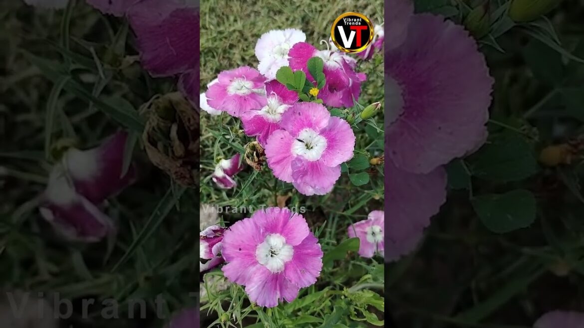 Flower| Summer | Flower Decoration| Garden| Park | Plants| Blossom| Vibrant Trends
