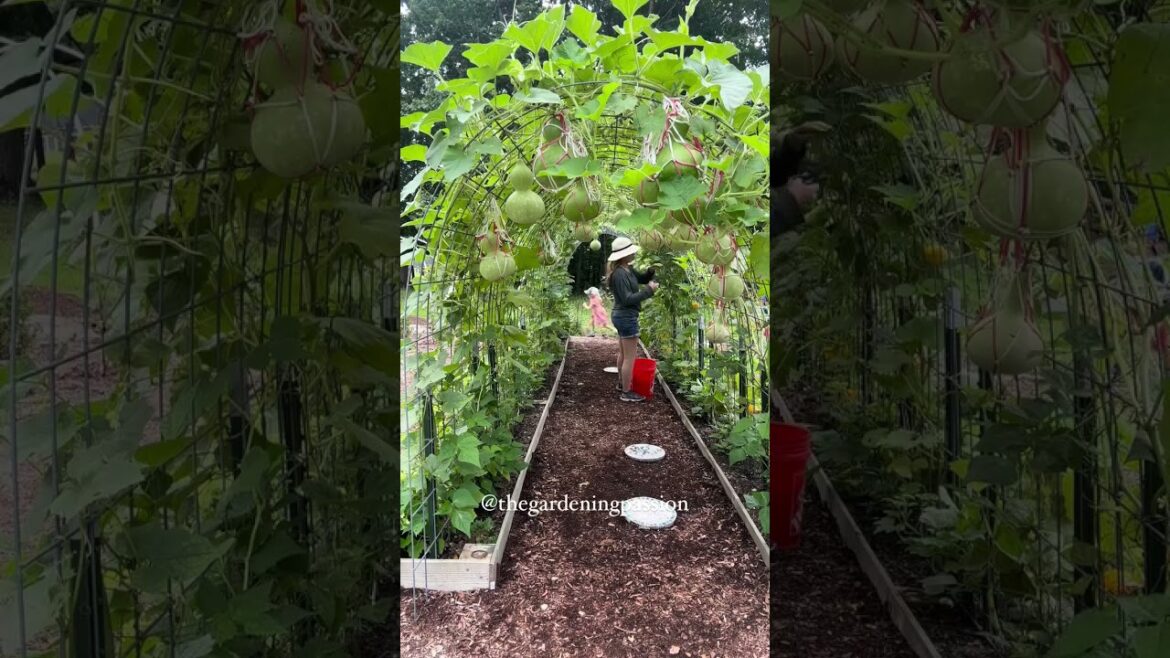 Why go anywhere slowly? (This past week’s theme.) Have a gardening question? Ask away! I’ve been Why go anywhere slowly? (This past week’s theme.) Have a gardening question? Ask away! I’ve been