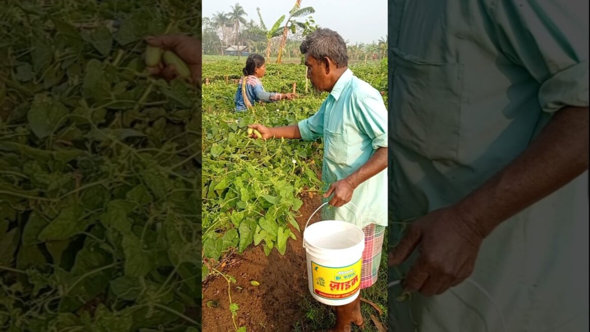 Green Field Pointed Gourd Harvest 🌿 | सुबह की ताज़ा खेती #shorts Green Field Pointed Gourd Harvest 🌿 | सुबह की ताज़ा खेती #shorts