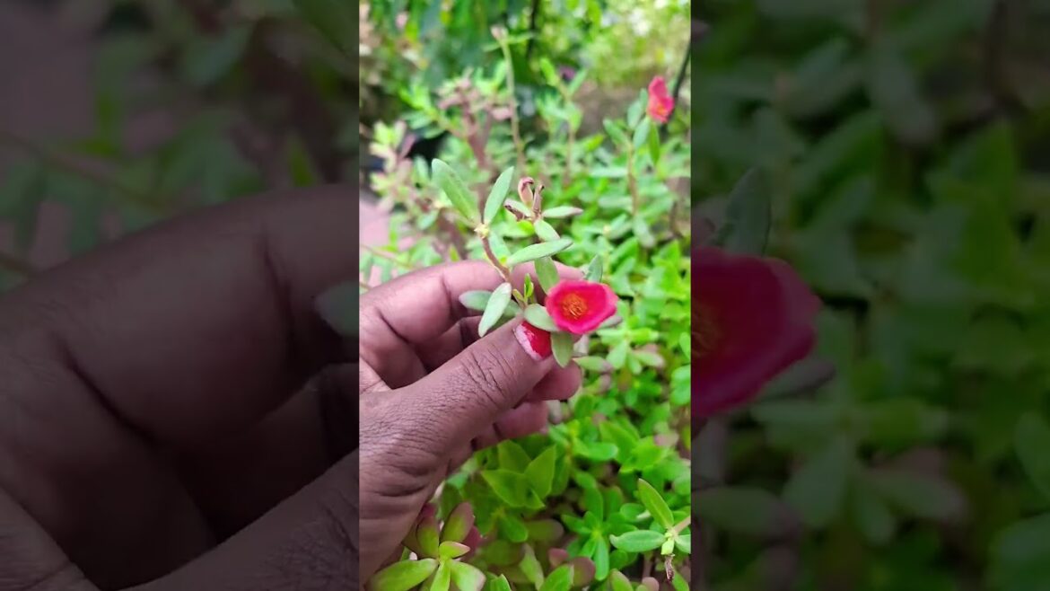 Porcelain plantcare । #flowers #plants #gardening #gardeningideas #porcelain #plantcare ##random