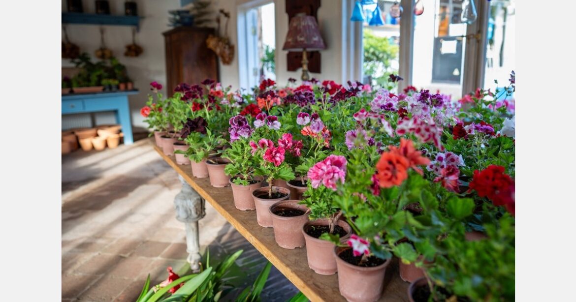 Capital Region Flower & Garden Expo is on