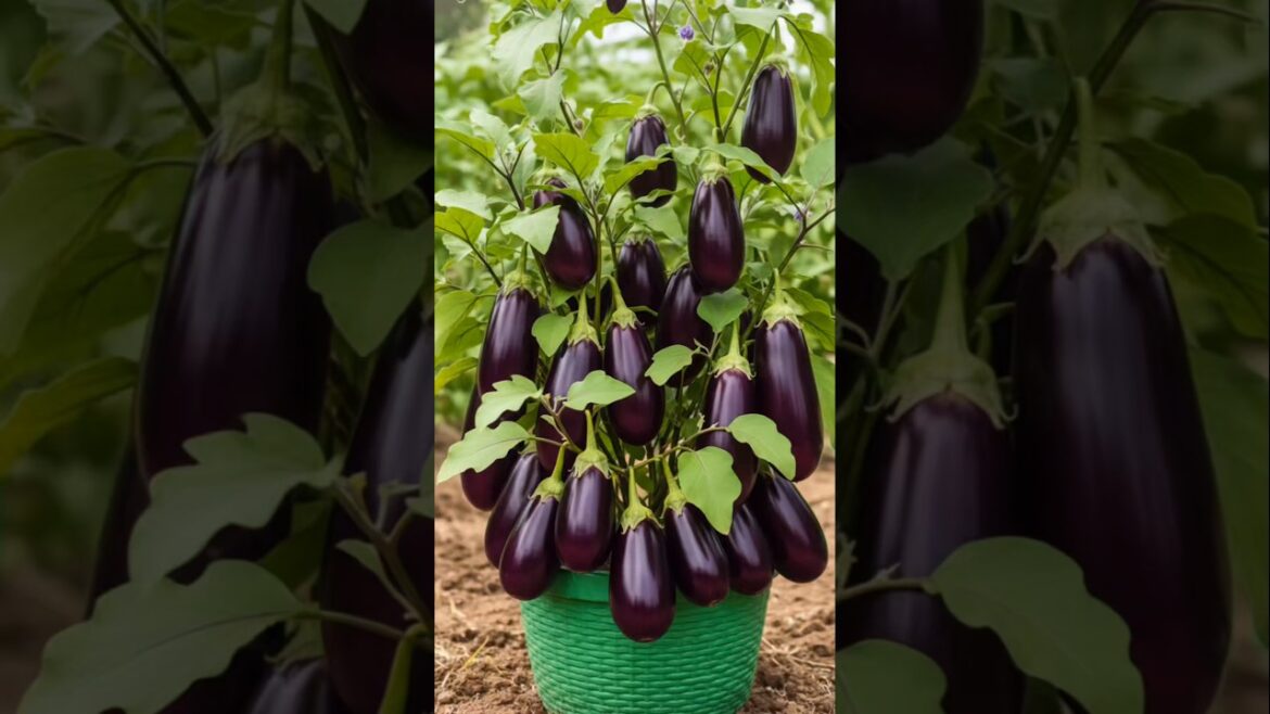 π Unreal Eggplant Harvest in Just 18 Days! π± #shorts "π Unreal Eggplant Harvest in Just 18 Days! π± #shorts"