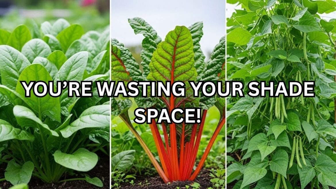 13 Vegetables You Must Plant in March Before It’s Too Late! 13 Vegetables You Must Plant in March Before It’s Too Late!