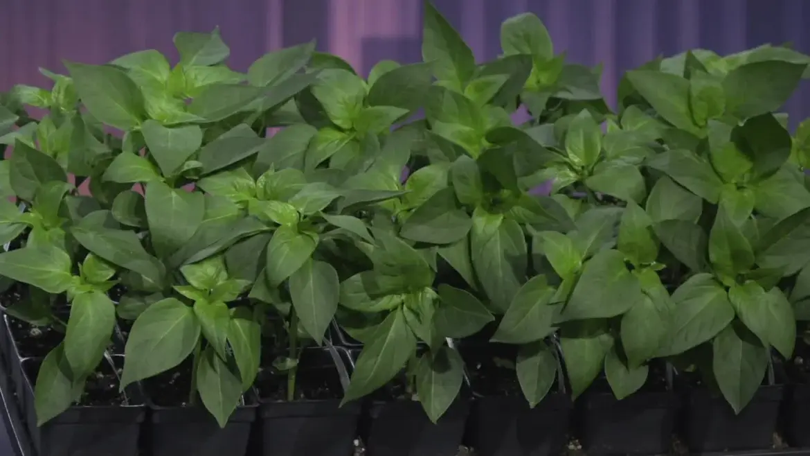 Spring gardening tips: When to plant and how to prep your soil Spring gardening tips: When to plant and how to prep your soil