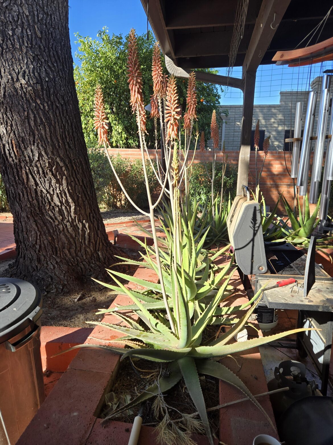 South of Tucson, AZ USA