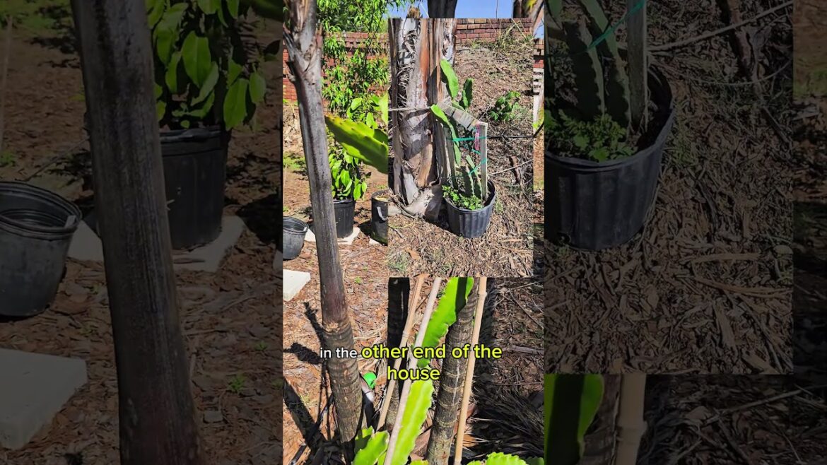 I’ve Been Neglecting My Dragon Fruit… Should I Let It Climb a Palm Tree?