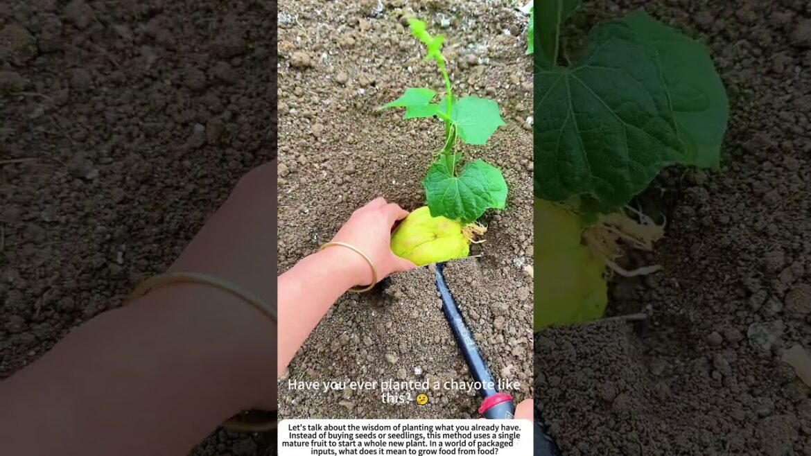 Planting the Whole Fruit: How a Chayote Gives Life 🌱🥒