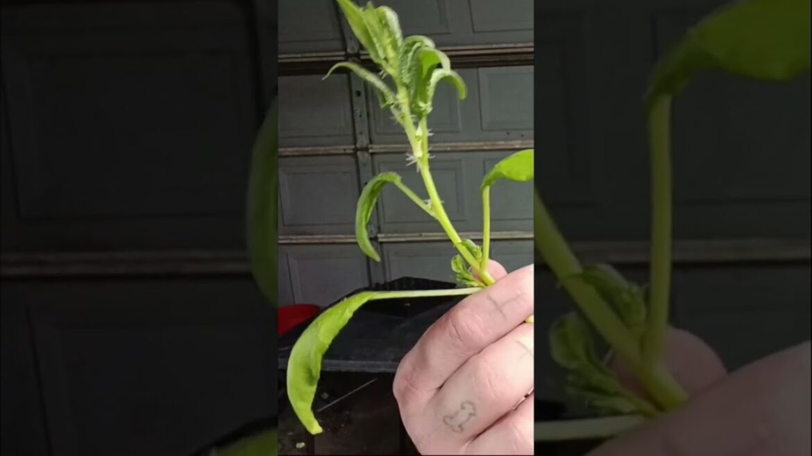 Spinach bolting: the gardener's biggest problem #gardening #challenge #tips