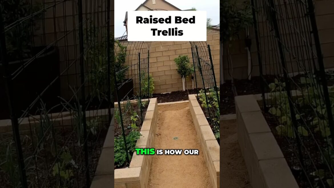 California Gardening: DIY Garden Trellis: Sturdy & Easy for Veggies! π₯πͺ DIY Garden Trellis: Sturdy & Easy for Veggies! π₯πͺ