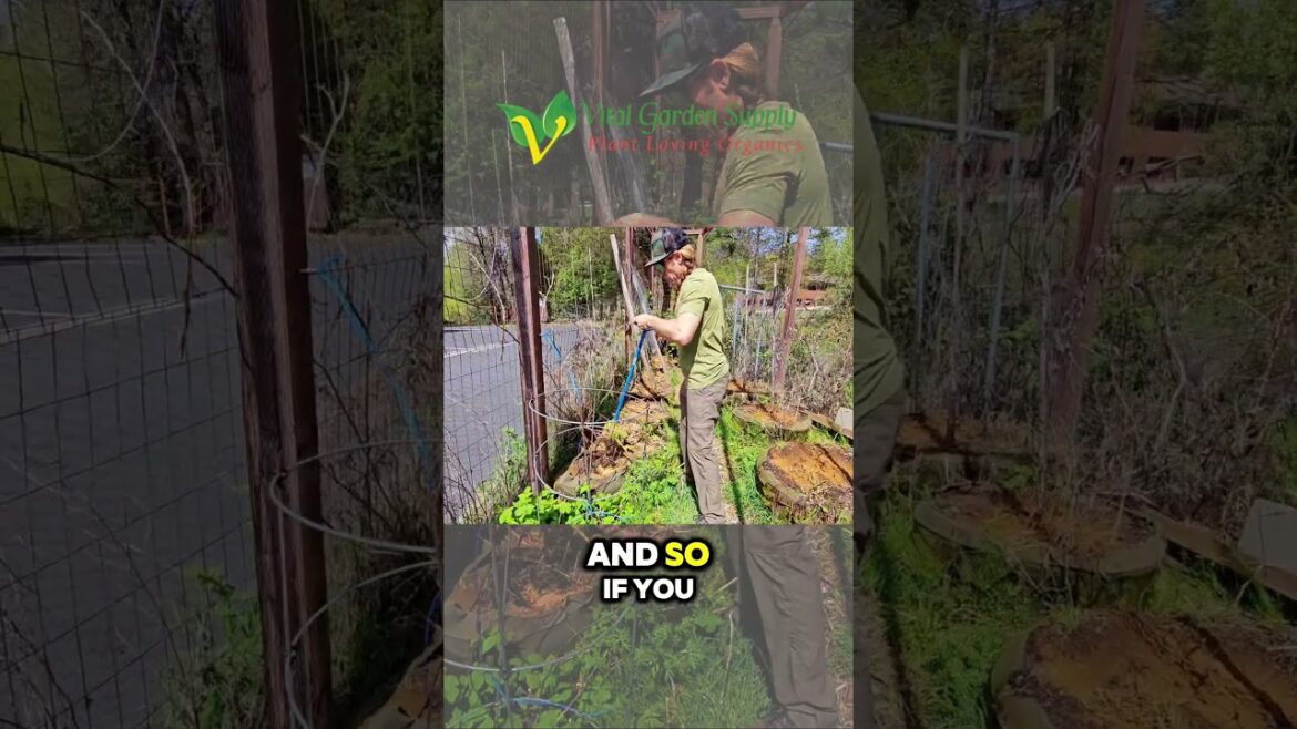 Spring Cleaning the Demo Garden