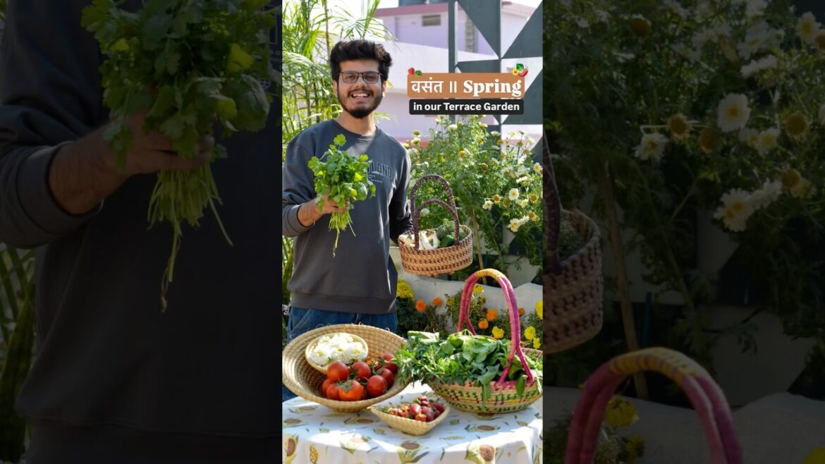 Colourful SPRING in our Terrace Garden 😱🤩 #homegardening #growyourownfood #ytshortsindia Colourful SPRING in our Terrace Garden 😱🤩 #homegardening #growyourownfood #ytshortsindia