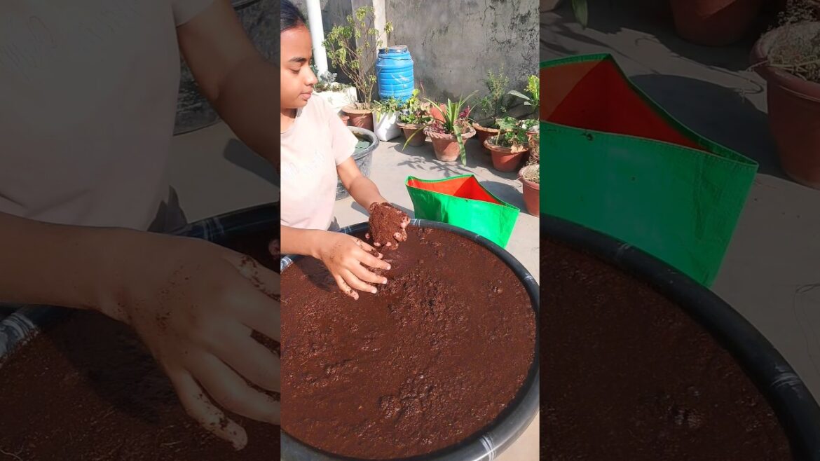How to Use Cocopeat for Plants Step by Step | Gardening Tips#gardening#ytshorts#cocopeat#garden How to Use Cocopeat for Plants Step by Step | Gardening Tips#gardening#ytshorts#cocopeat#garden
