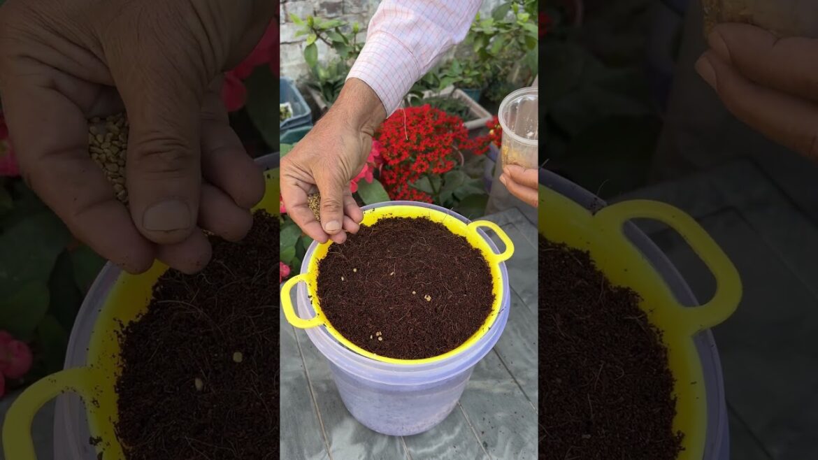 Try This Method For Hydroponic Gardening #gardening #hydroponics #shorts
