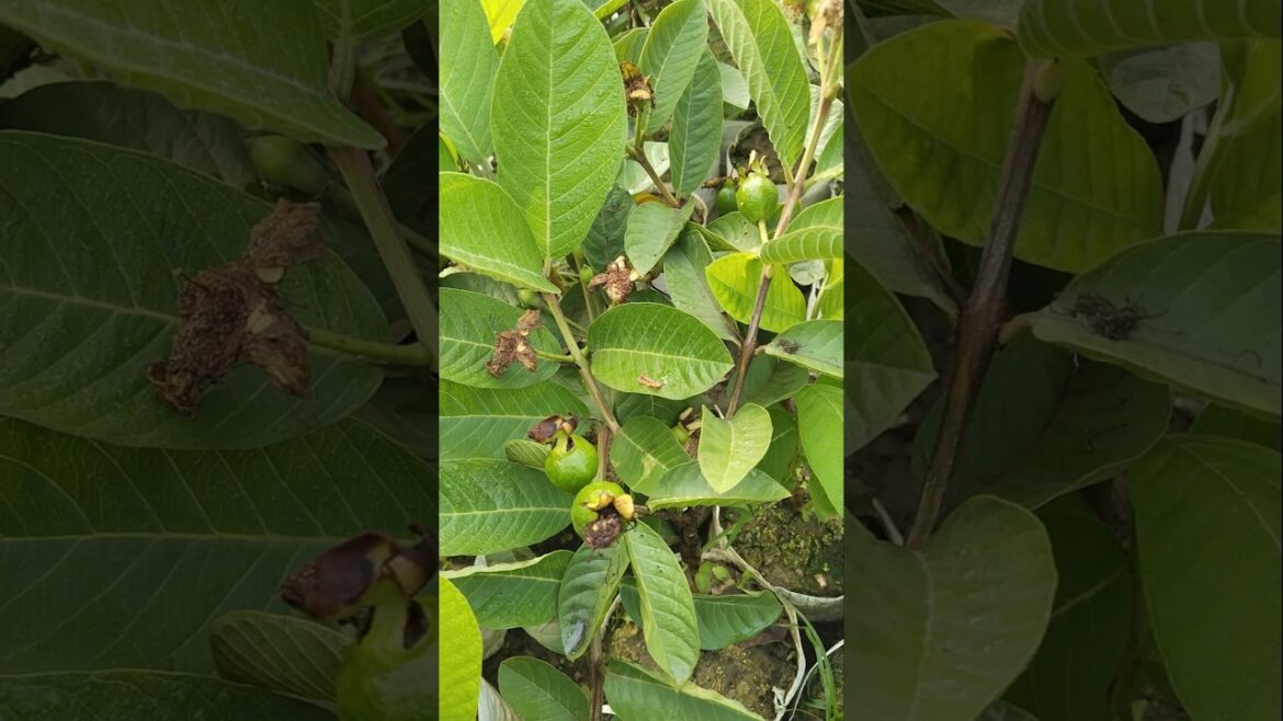 Golden 8 guava plant #guava #shorts #viral Golden 8 guava plant #guava #shorts #viral