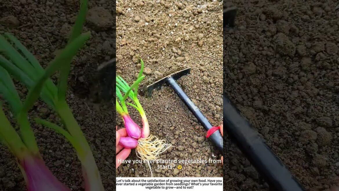 Planting Promise: Hand-Setting Vegetable Seedlings in the Soil 🧑🌾🌿