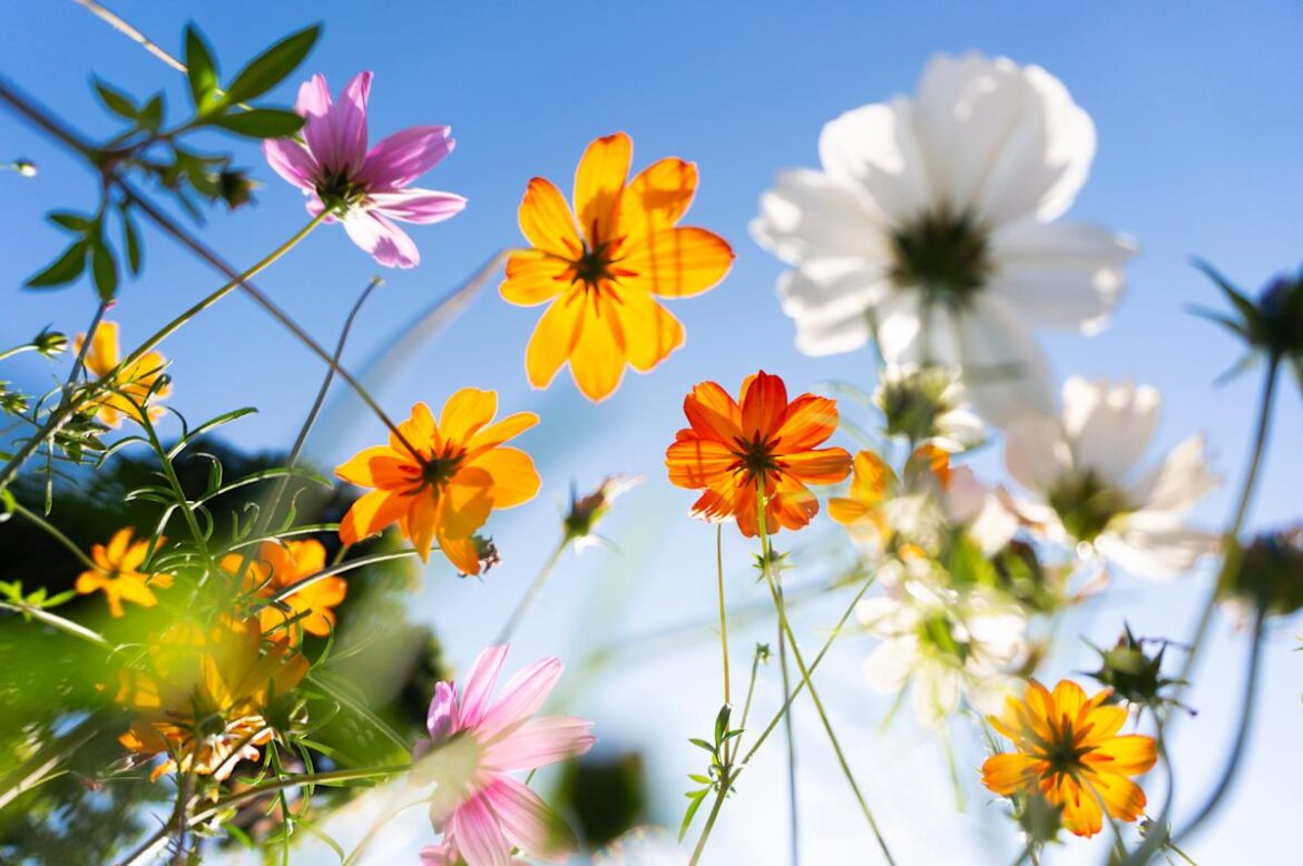 5 beautiful flowers you can easily start from seed in your garden this spring 5 beautiful flowers you can easily start from seed in your garden this spring