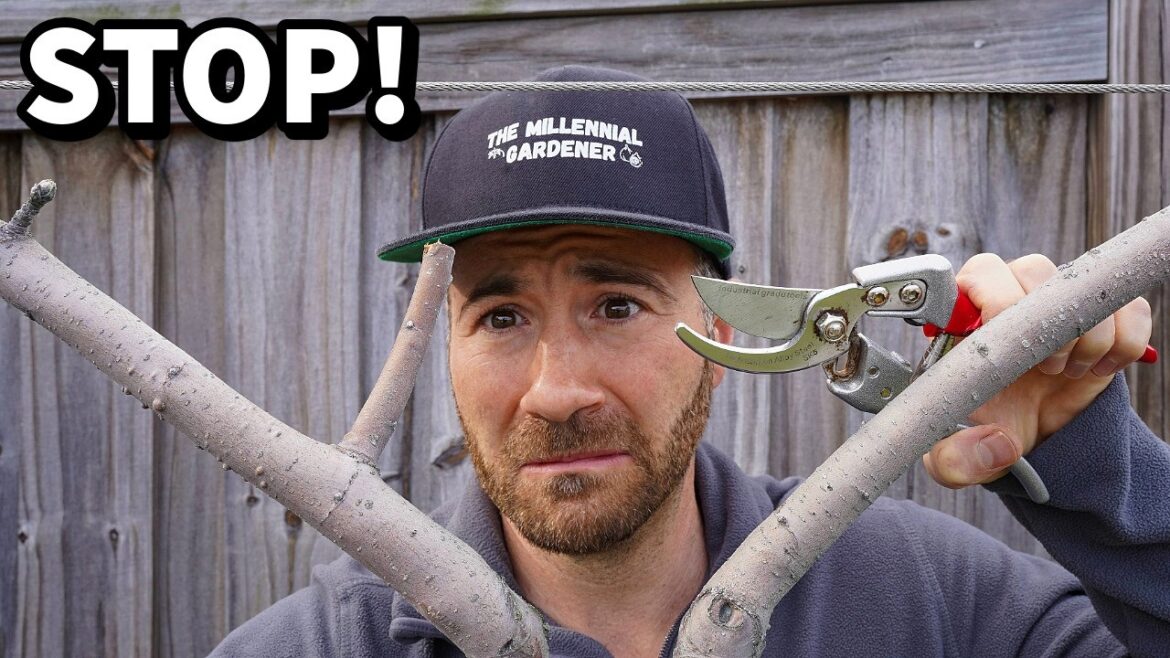 The Pruning Mistake Millions Make Every Year [And How To Fix It]