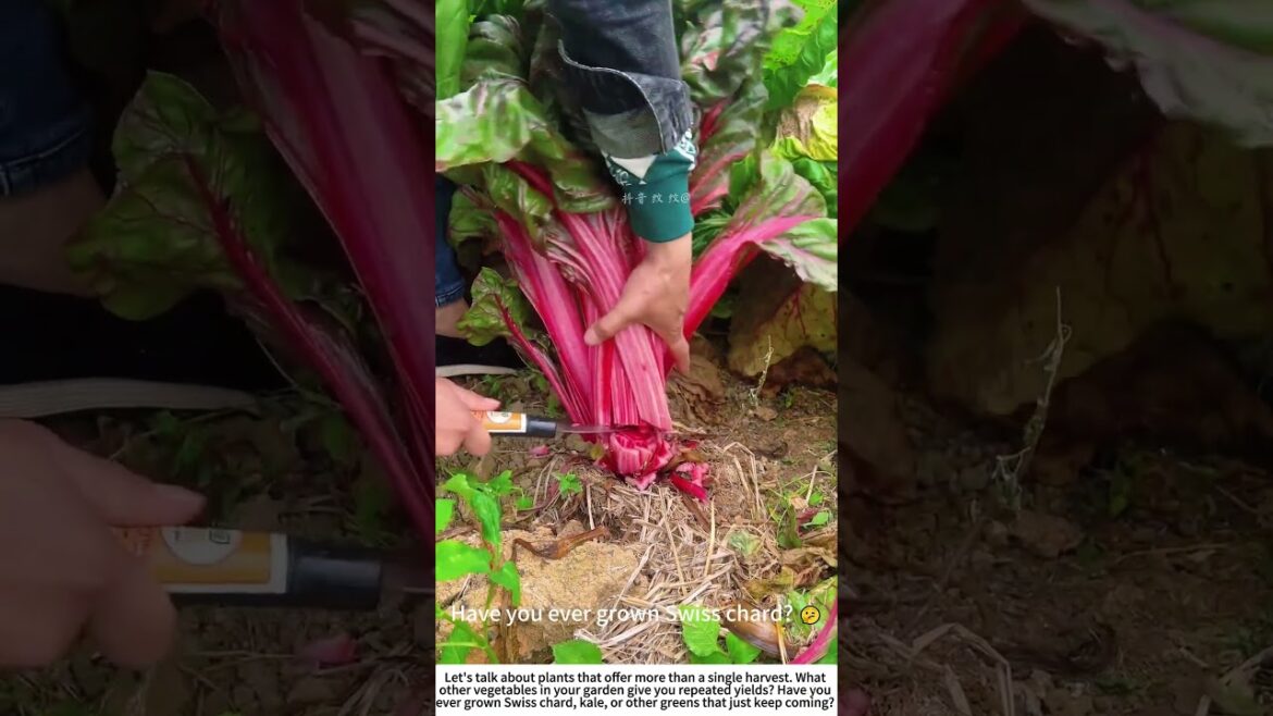 The Giving Plant: Harvesting Swiss Chard (牛皮菜) with a Sickle 🌱 The Giving Plant: Harvesting Swiss Chard (牛皮菜) with a Sickle 🌱