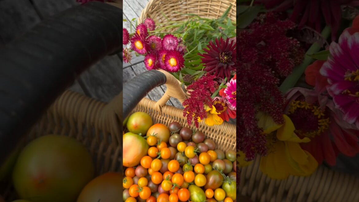 Garden Harvest #growyourownfood #garden #harvest #harvesttime #backyardgarden