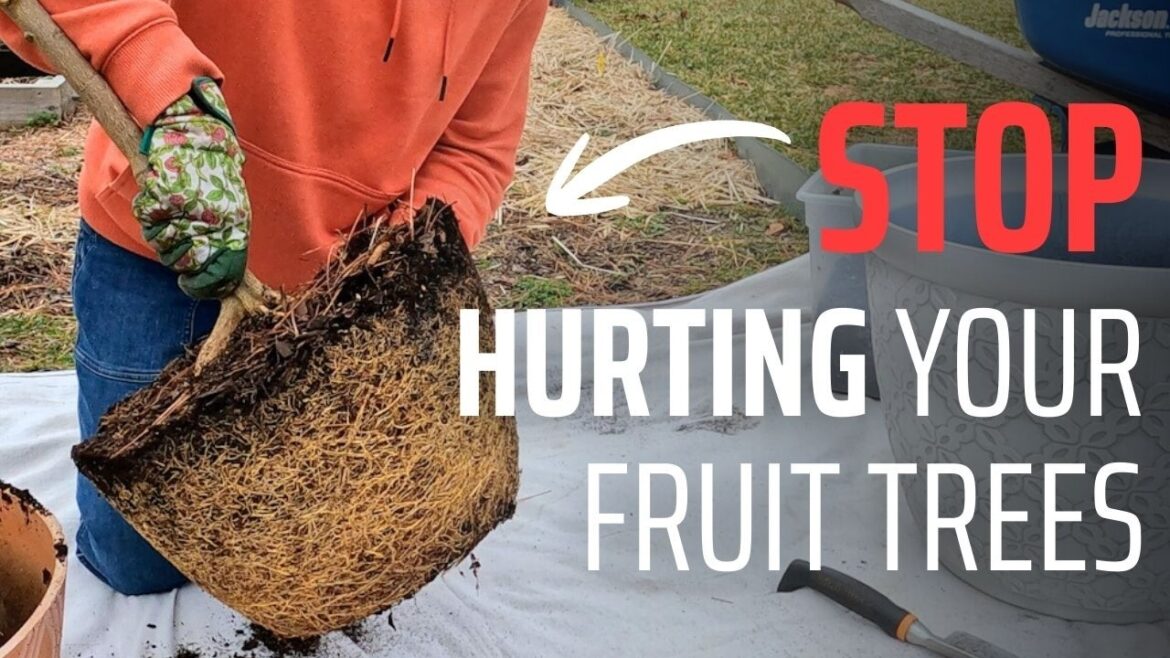Why Most Container Fruit Trees Struggle (and What Actually Works)