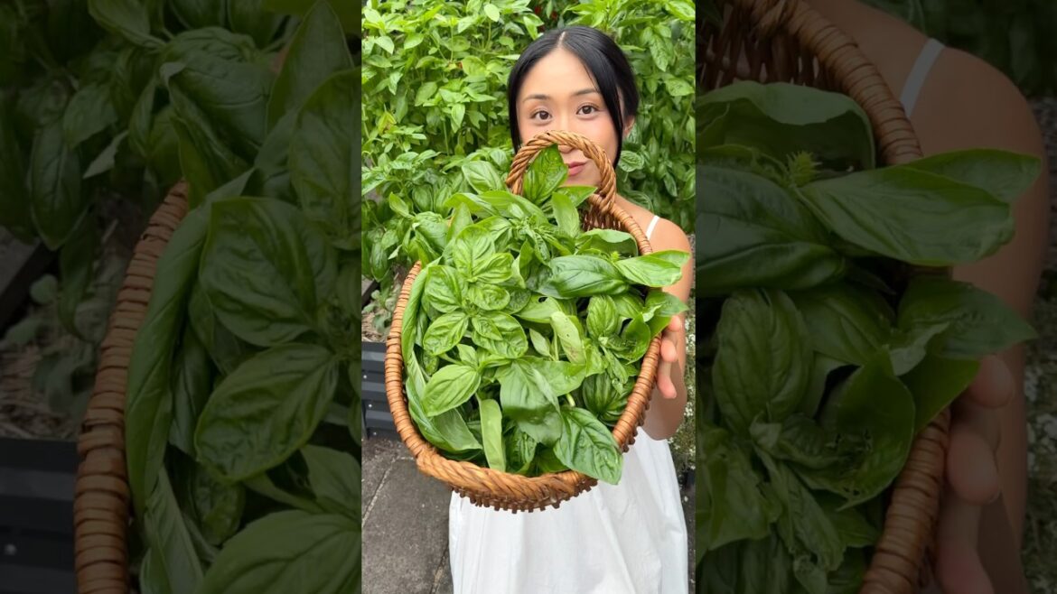 How to grow an endless supply of basil 🌱 #gardening #homegrown #basil