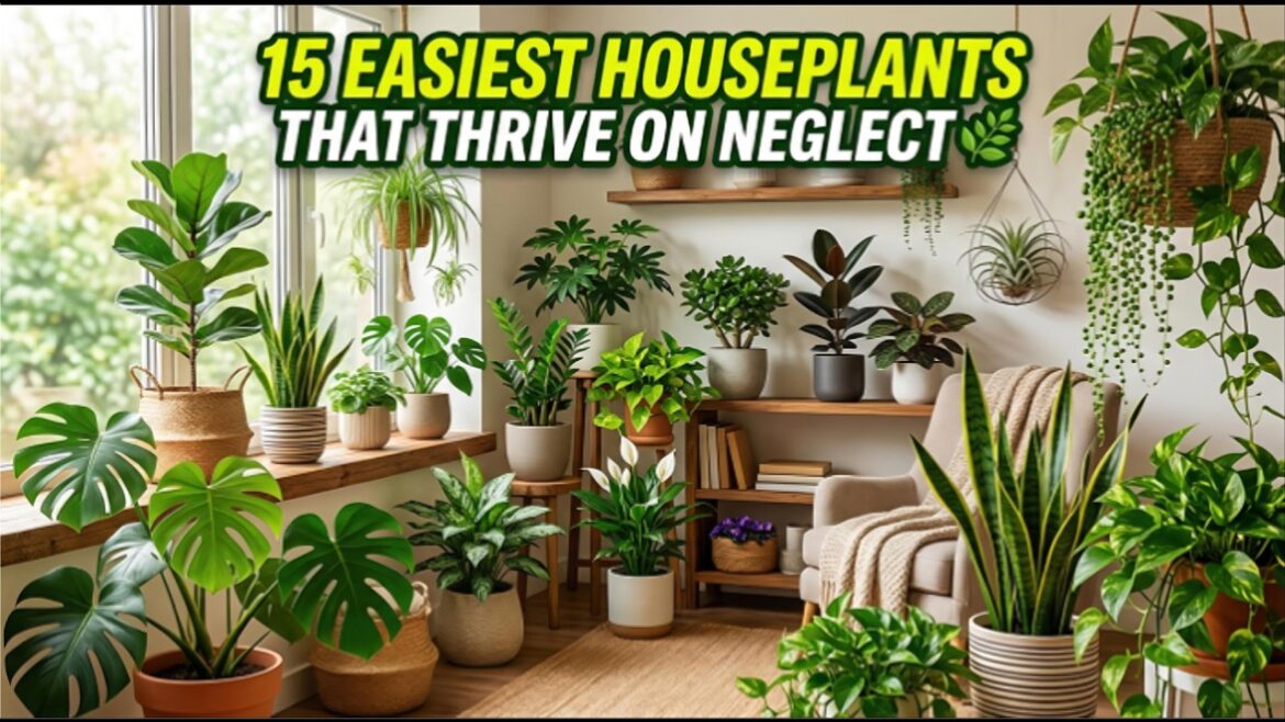 2026 Houseplant Trends Low Maintenance Plants That Look Incredible