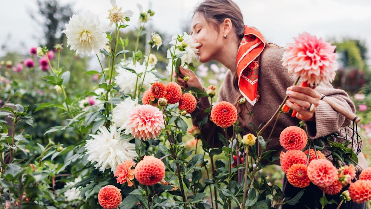 Woman gardener picking fresh dahlias in autumnal garden holding basket with bunch of orange blooms and pruner. Stylish farmer smelling flowers in fall field