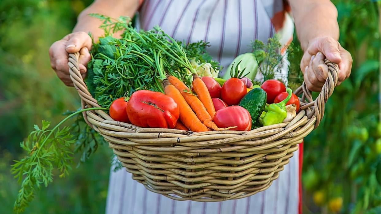 Senior woman harvesting vegetables in the garden. Selective focus. Food.
