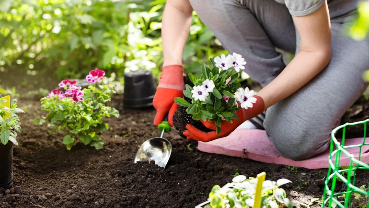 Gardener planting flowers in the garden, close up photo.