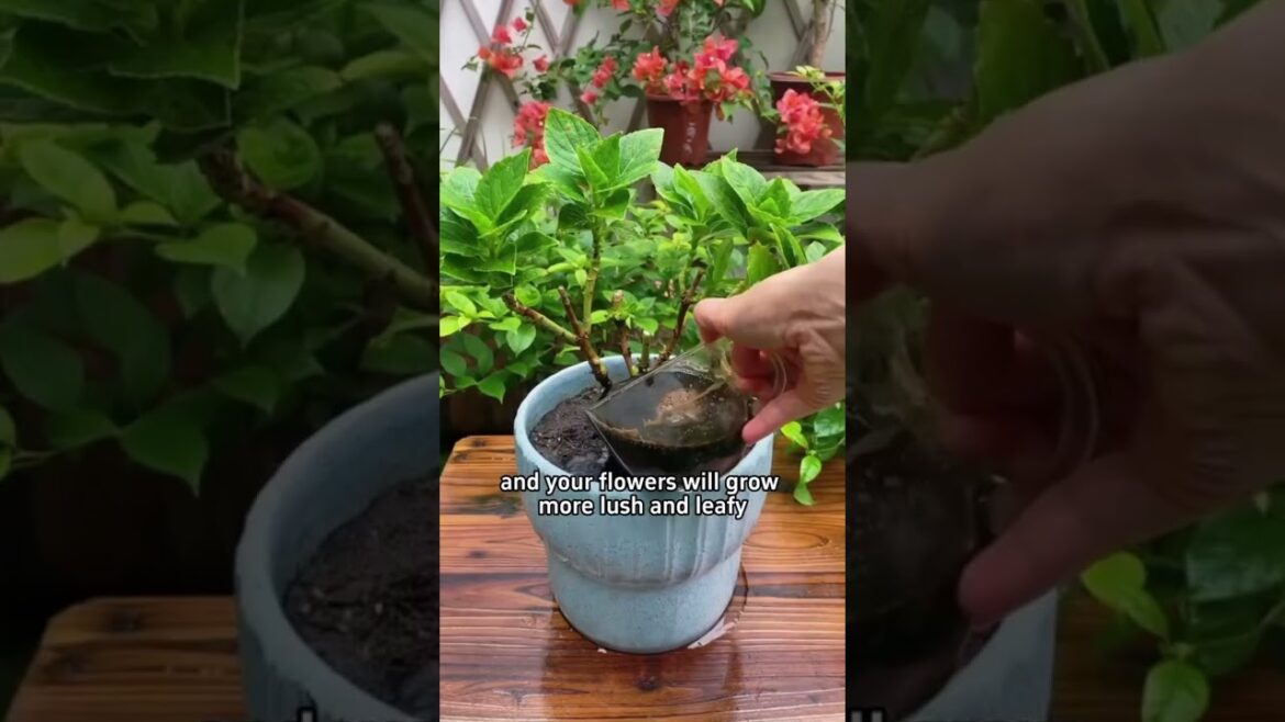 Small tricks but you'll get a cluster of blooms #garden