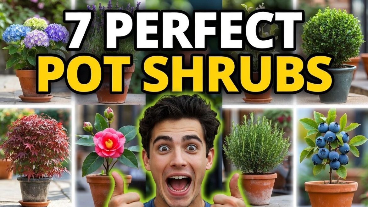 😍Top 7 Best Shrubs for Pots and Containers | Garden Trends, Low Maintenance🍃🍃