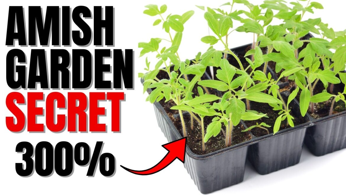Visual PROOF Why Amish Gardens Grow Faster And Produce More Vegetables Visual PROOF Why Amish Gardens Grow Faster And Produce More Vegetables